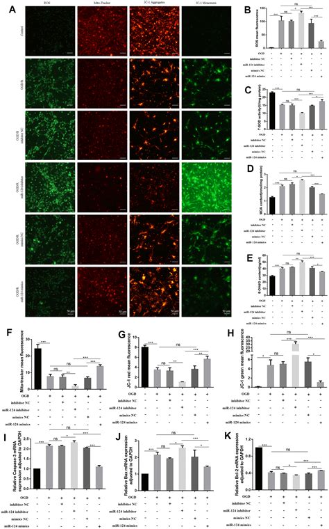 MicroRNA 124 Negatively Regulates STAT3 To Alleviate Hypoxic Ischemic