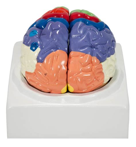 Axis Scientific Human Brain Model Anatomy With Colored And Labeled