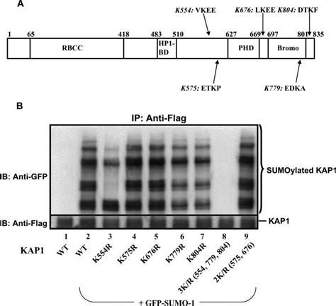 Mapping SUMO 1 Acceptor Sites In KAP1 A Consensus Sumoylation