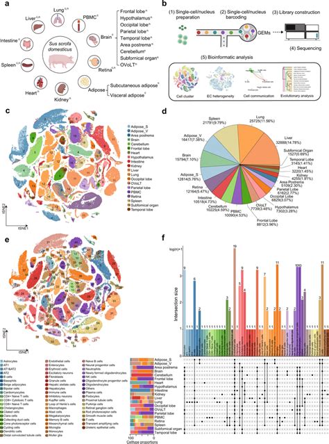 A Single Cell Transcriptome Atlas Of 20 Pig Tissues A Schematic Diagram