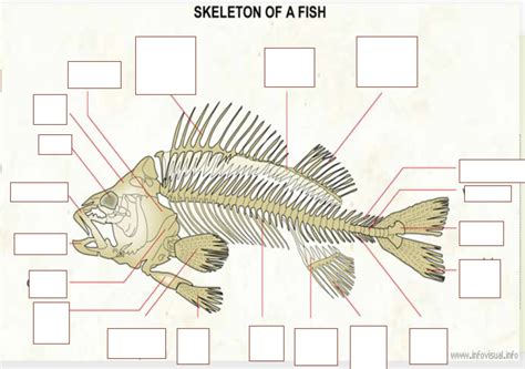 Skeleton Of A Fish Diagram Quizlet