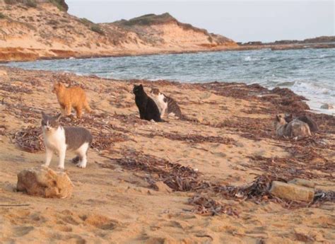 I gatti di Su Pallosu promossi dalla Regione Sardegna lOasi felina è