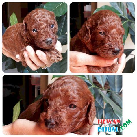 Dijual Anjing Poodle Murah Terpercaya Hewandijual