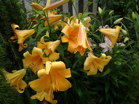 Лилиум - Page 94 - Форум HobbyKafe.com