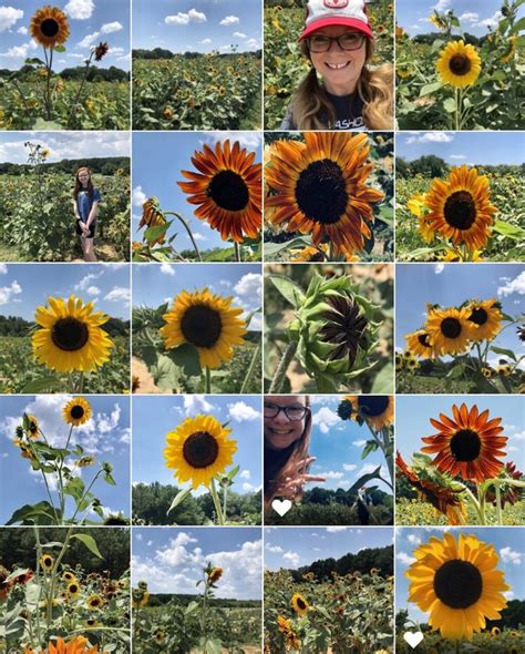 🌻🌼sunflowers//Dorothea Dix Park🌼🌻 | Sunflower garden, Sunflower, Flowers