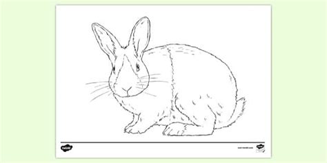 FREE Rabbit Colouring Page Profesor Hizo Twinkl