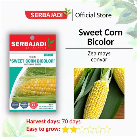 Serbajadi Sweet Corn Bicolor Vegetable Seed Biji Benih Sayur Jagung