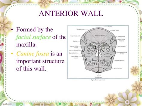 Anterior Wall Maxillary Sinus