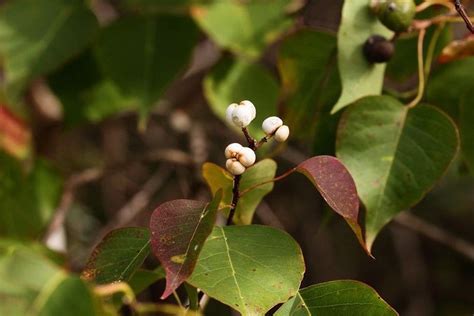 31 Chinese Tallow Tree Facts: Identification And Lifespan Revealed | Kidadl