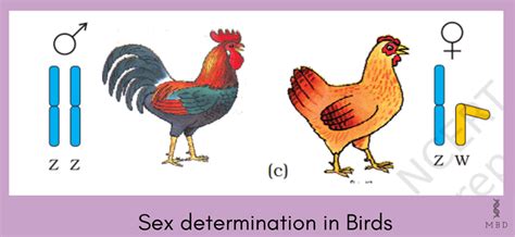 Mechanism Of Sex Determination Humans Birds My Biology Dictionary