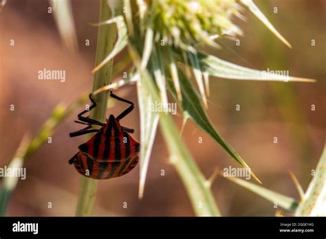 Graphosoma Italicum Ssp Italicum Continental Striped Shield Bug Stock