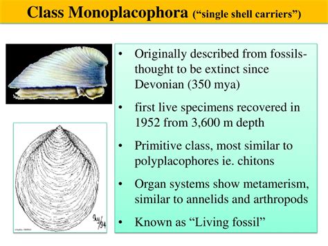 PPT - MOLLUSCA: GENERAL FEATURES, CLASSIFICATION & EXAMPLES PowerPoint ...