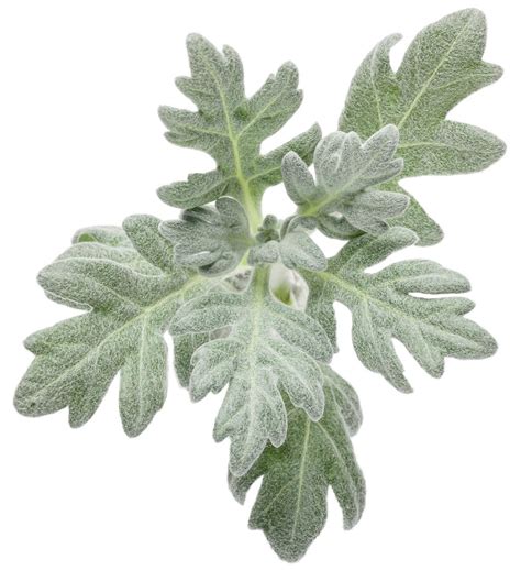 Artemisia Silver Bullet® Wormwood Johnson Nursery Corporation