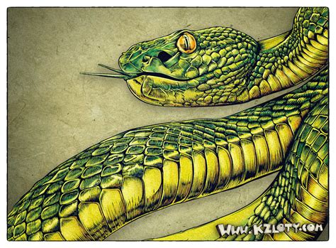 Snake Illustration :: Behance