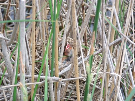 Indy Parks Nature Blog: Red-winged Blackbird Nest