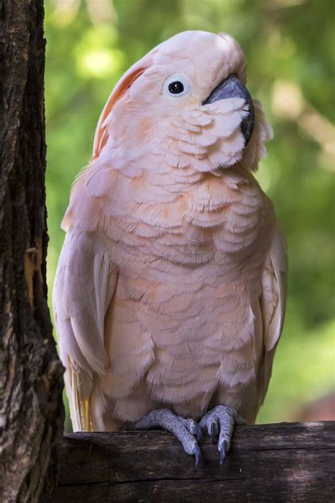 Actualizar 109 imagem preço cacatua rosa br thptnganamst edu vn