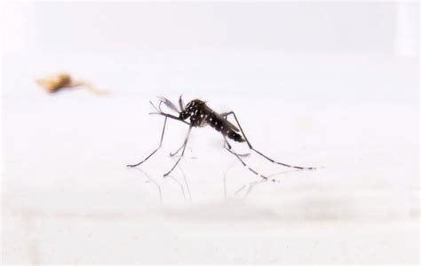 Dengue MSP Confirma Fallecimiento De Una Persona Salto El