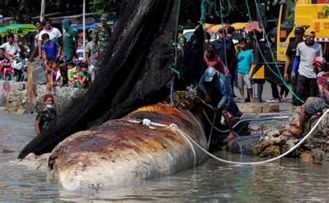 Warga Gotong Royong Evakuasi Bangkai Paus Di Pantai Kenjeran Surabaya