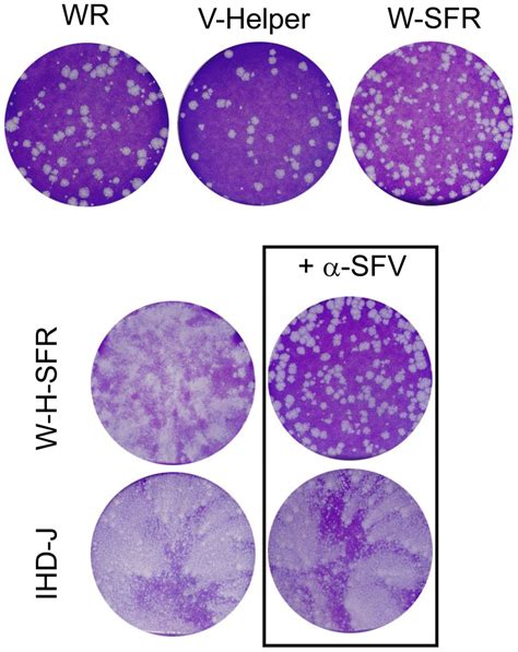 Plaque formation and SFP production by W-H-SFR. Plaque phenotype of the ...