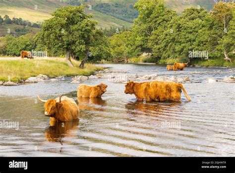 Highland cattle Scotland Stock Photo - Alamy