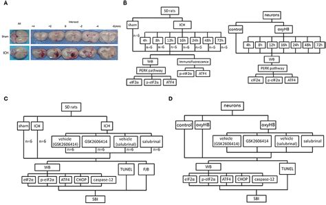 Frontiers Perk Pathway Activation Promotes Intracerebral Hemorrhage