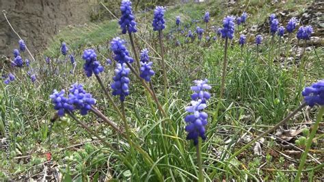 Весеннее цветение Мускари (мышиный гиацинт) в Ходжохском ущелье реки ...