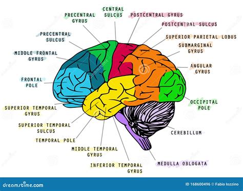 Anatomía Del Cerebro Humano Stock de ilustración Ilustración de