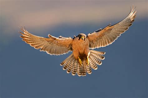 Falcon Animal Totem Meaning and Falcon Symbolism on Whats-Your-Sign