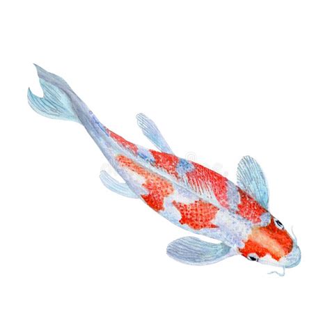 Pintura Da Aquarela Da Ilustra O Dos Peixes Do Excremento De Koi