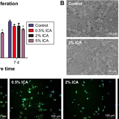 Cell Adhesion And Proliferation On The Surface Of Different Membranes