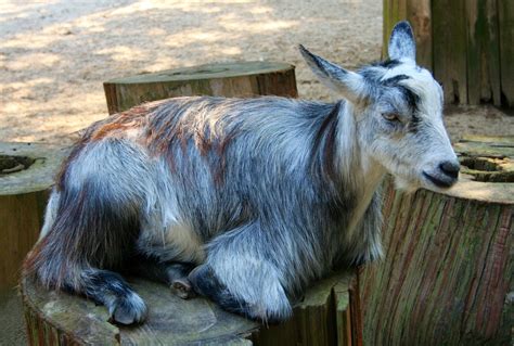 Free Images White Alone Wildlife Goat Zoo Cattle Livestock