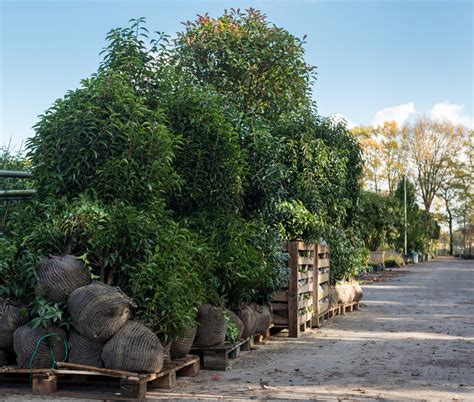 Haagplanten Nodig De Ideale Erfafscheiding Voor Jouw Klant