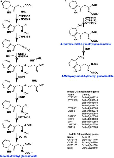 Identification Of Indole Glucosinolate Biosynthetic Genes And