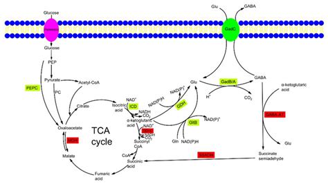 Amino Acid Degradation Pathway