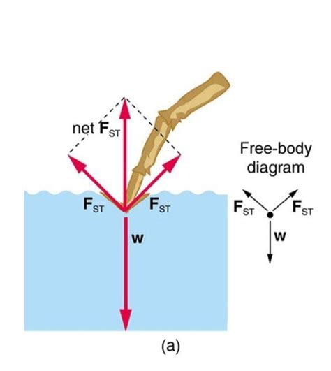 Surface Tension Free Body Diagram