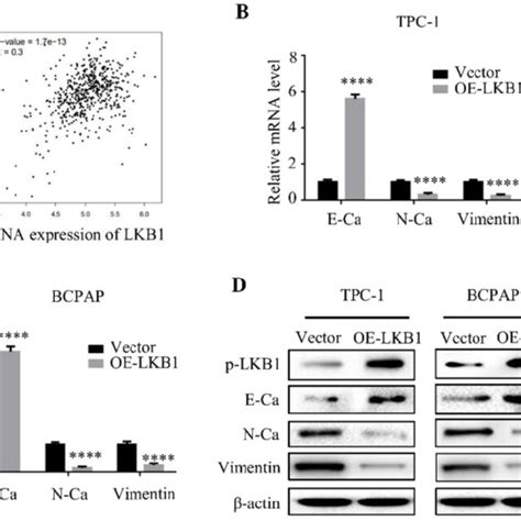 Lkb Overexpression Reversed Epithelial Mesenchymal Transition Of