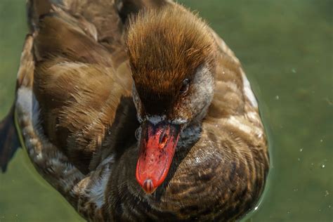 Canard Oiseau Nette Rousse Photo Gratuite Sur Pixabay