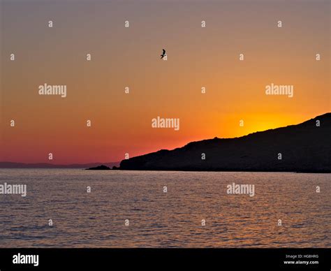 Beautiful seaside sunset with flying seagull silhouette Stock Photo - Alamy