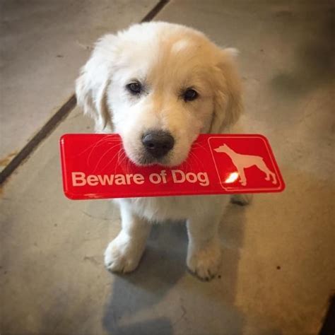 Beware Cute Puppies Dogs And Puppies Cute Dogs Doggies Animals And