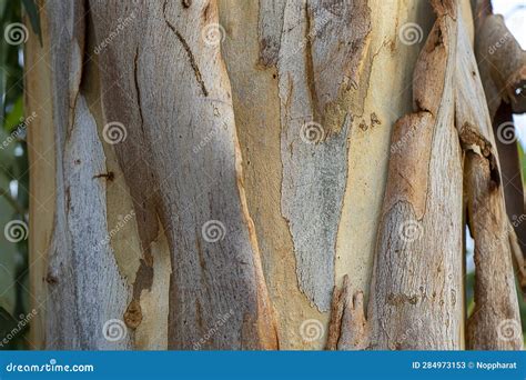 Close Up Eucalyptus Tree Stock Image Image Of Australia 284973153