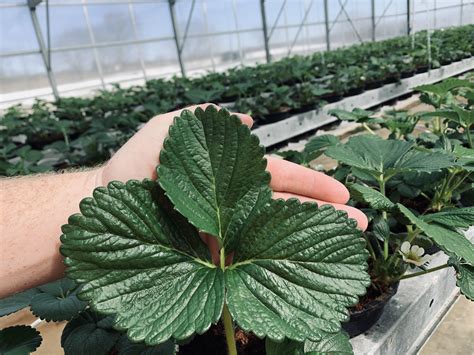 First Time Growing Hydroponic Strawberries I Can’t Get Over These Leaves 🍓🍓🍓 R Gardening