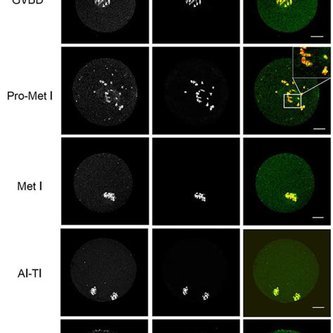 Characterization Of Pp C During Mouse Oocyte Meiotic Maturation A