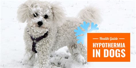 Hypothermia in Dogs — Causes, Symptoms & Treatments