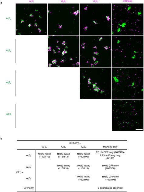 Aggregation Assays For Cells Expressing Different Ten Splicing