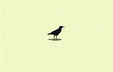 Minimalist Bird Wallpapers - Top Free Minimalist Bird Backgrounds ...