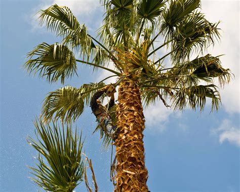 How Often Should Palm Trees Be Trimmed LV Palm Trimmers