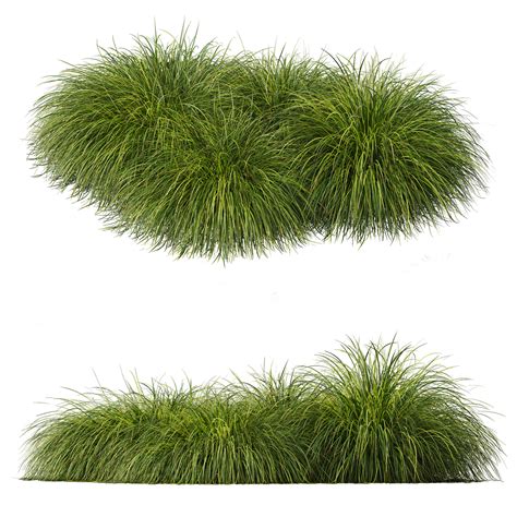 ArtStation - Calamagrostis Acutiflora Karl Foerster and Carex Elata
