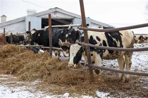 Feeding Cows on the Farm in Winter Stock Photo - Image of railing ...