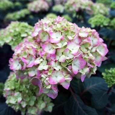 Pink And White Flowers Are Growing In The Garden