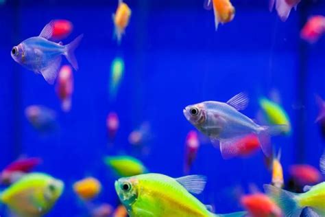 Glofish Ikan Hias Kekinian Yang Glowing Abis Suara Merdeka Banyumas